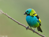 Green-headed Tanager - Prachttangare - Tangara seledon