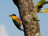 Yellow-fronted Woodpecker - Goudmaskerpecht - Melanerpes flavifrons
