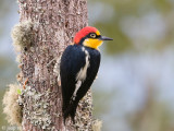 Yellow-fronted Woodpecker - Goudmaskerpecht - Melanerpes flavifrons