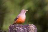 Rufous-bellied Trush - Roodbuiklijster - Turdus rufiventris
