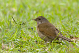Pale-breasted Trush - Vaalborstlijster - Turdus leucomelas