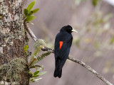 Red-rumped Cacique - Roodstuit-buidelspreeuw - Cacicus haemorrhous