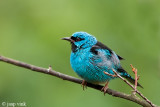 Blue Dacnis - Blauwe Pitpit - Dacnis cayana
