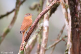 Chestnut-crowned Becard - Kastanjebekarde - Pachyramphus castaneus