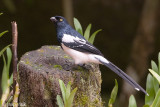 Magpie Tanager - Ekstertangare -  Cissopis leverianus