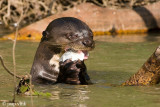 Giant Otter - Reuzenotter - Pteronura brasiliensis