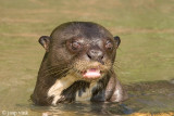 Giant Otter - Reuzenotter - Pteronura brasiliensis