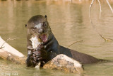 Giant Otter - Reuzenotter - Pteronura brasiliensis