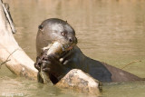 Giant Otter - Reuzenotter - Pteronura brasiliensis