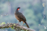 Dusky-legged Guan - Grijspootsjakohoen - Penelope obscura