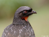 Dusky-legged Guan - Grijspootsjakohoen - Penelope obscura