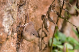 House Wren - Huiswinterkoning - Troglodytes aedon
