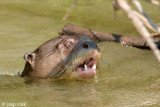 Giant Otter - Reuzenotter - Pteronura brasiliensis