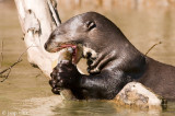 Giant Otter - Reuzenotter - Pteronura brasiliensis