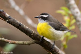 Bananaquit - Suikerdiefje - Coereba flaveola
