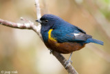 Chestnut-bellied Euphonia - Kastanjebuikorganist - Euphonia pectoralis