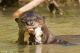 Giant Otter - Reuzenotter - Pteronura brasiliensis