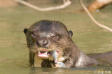 Giant Otter - Reuzenotter - Pteronura brasiliensis