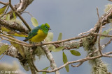 Blue-naped Chlorophonia - Blauwnek-organist - Chlorophonia cyanea