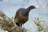 Dusky-legged Guan - Grijspootsjakohoen - Penelope obscura