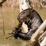 Giant Otter - Reuzenotter - Pteronura brasiliensis