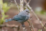 Sayaca Tanager - Sayaca-tangare - Thraupis sayaca