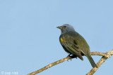 Golden-chevroned Tanager - Goudschub-tangare - Thraupis ornata