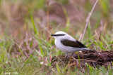 Masked Water-Tyrant - Maskerwatertiran - Fluvicola nengeta
