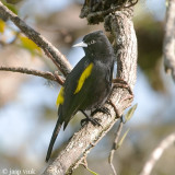 Golden-winged Cacique - Goudvleugel-buidelspreeuw - Cacicus chrysopterus