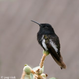 Black Jacobin - Rouwkolibri - Florisuga fusca