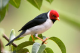 Yellow-billed Cardinal - Geelsnavelkardinaal - Paroaria capitata