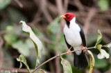 Yellow-billed Cardinal - Geelsnavelkardinaal - Paroaria capitata