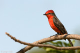 Vermillion Flycatcher - Rode Tiran - Pyrochephalus rubinus