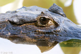 Yacare Caiman - Yacarekaaiman - Caiman yacare