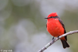 Vermillion Flycatcher - Rode Tiran - Pyrochephalus rubinus