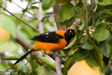 Troupial - Oranje Troepiaal - Icterus icterus