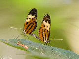 Orange-spotted Tiger Clearwing - Mechanitis polymnia