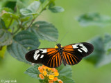 Postman butterfly - Heliconius erato