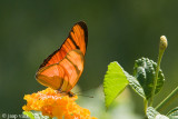 Orange Longwing - Oranje Passiebloemvlinder - Dryas iulia