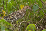 Rufescent Tiger Heron - Rosse Tijgerroerdomp - Tigrosoma lineatum