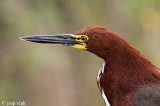 Rufescent Tiger Heron - Rosse Tijgerroerdomp - Tigrosoma lineatum