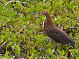 Rufescent Tiger Heron - Rosse Tijgerroerdomp - Tigrosoma lineatum