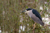 Black-crowned Night Heron - Kwak - Nycticorax nycticorax