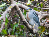 Striated Heron - Mangrovereiger - Butorides striata