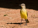 Cattle Tyrant - Veetiran - Machetornis rixosa