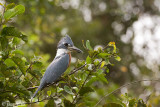 Ringed Kingfisher - Amerikaanse Reuzenijsvogel - Megaceryle torquata