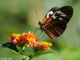 Postman butterfly - Heliconius erato