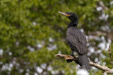Neotropical Cormorant - Bigua Aalscholver - Phalacrocorax brasilianus
