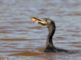 Neotropical Cormorant - Bigua Aalscholver - Phalacrocorax brasilianus