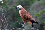 Black-collared Hawk - Moerasbuizerd - Busarellus nigricollis
